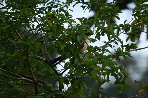 Senegal Coucal