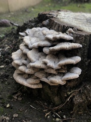 Schizophyllum commune