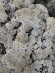 Schizophyllum commune