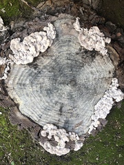 Schizophyllum commune