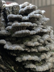 Schizophyllum commune