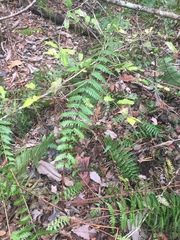 Dryopteris × australis