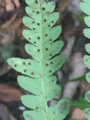 Dryopteris × australis