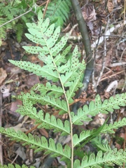Dryopteris × australis