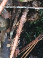 Dryopteris × australis