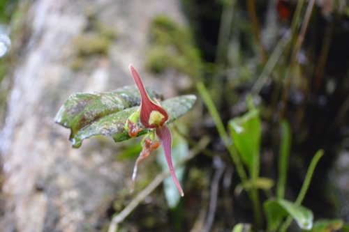 Pleurothallis ruberrima