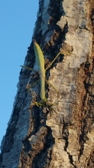 Phasmomantis