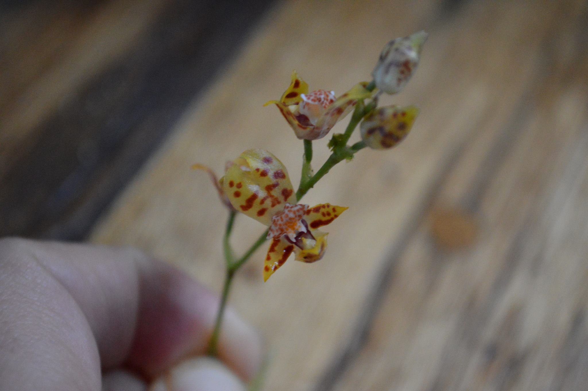 Brassia ecuadorensis (Garay) M.W.Chase