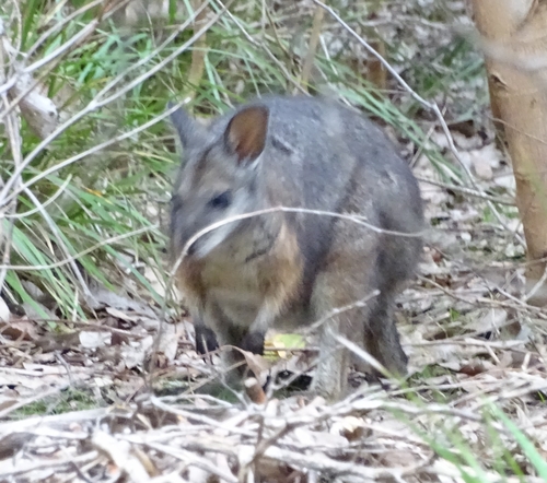 Tammar Wallaby