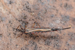 Idolothrips spectrum