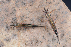 Idolothrips spectrum