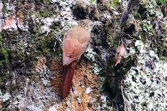 Lepidocolaptes affinis