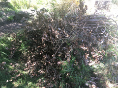 Idolothrips spectrum