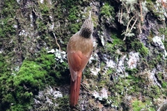 Lepidocolaptes affinis