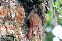 Lepidocolaptes affinis