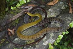 Dendrophidion clarkii