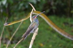 Urochroa bougueri