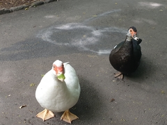 Cairina moschata domestica