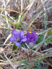 Gentiana catesbaei