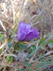 Gentiana catesbaei