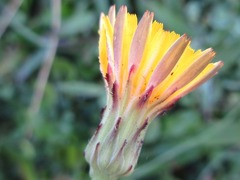 Picris