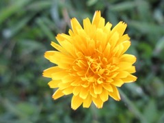 Picris