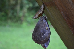 Brassolis granadensis