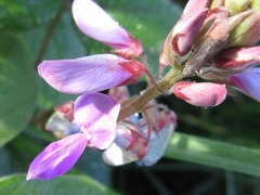 Fabaceae