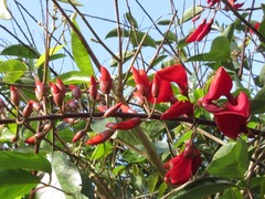 Erythrina variegata