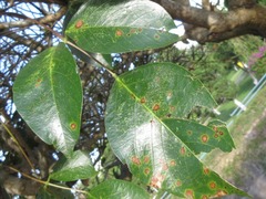 Erythrina variegata