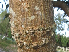 Erythrina variegata