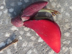 Erythrina variegata