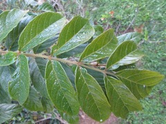 Spathodea campanulata