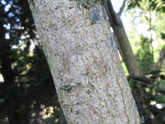Spathodea campanulata