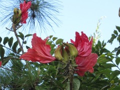 Spathodea campanulata