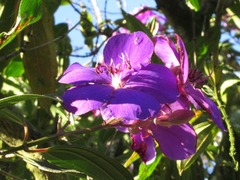 Tibouchina
