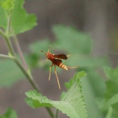 Polistes mexicanus