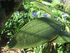 Tibouchina