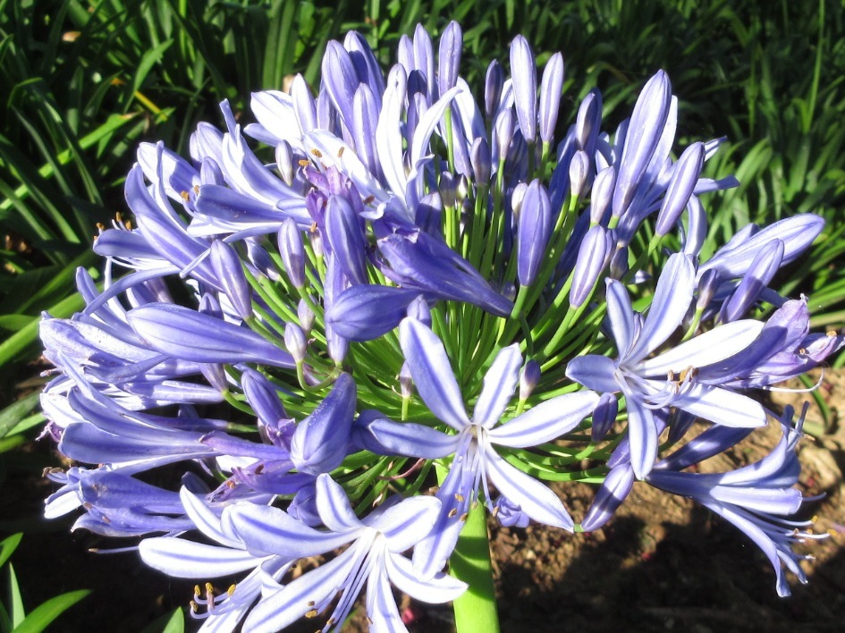 Agapanthus praecox — ảnh 2