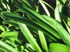 Agapanthus praecox