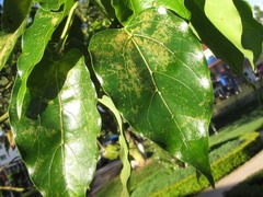 Cinnamomum