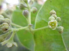 Cinnamomum
