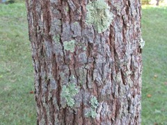 Cinnamomum