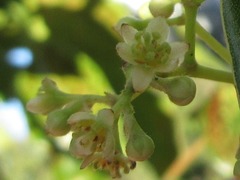 Cinnamomum