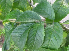 Tecoma stans
