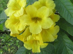 Tecoma stans