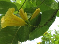 Tecoma stans