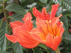 Spathodea campanulata