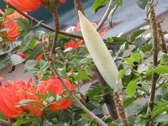 Spathodea campanulata