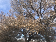 Populus deltoides wislizenii
